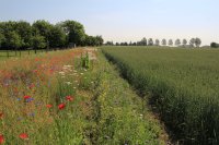 Farming in harmony with nature: Real-world solutions for biodiversity and economic resilience
